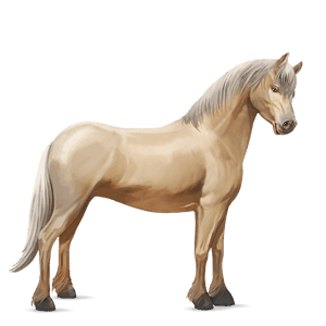 poník shetlandský pony Černý hnědák