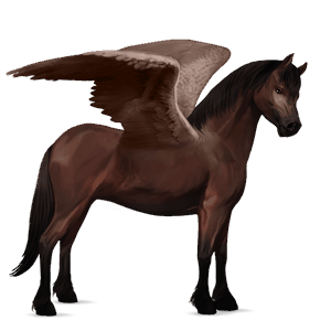 ponypegas kerry bog Černý hnědák