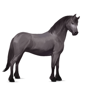 poník novofoundlandský pony myšák