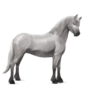 poník shetlandský pony tmavý hnědák