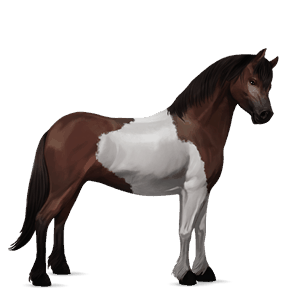 jezdecký kůň německý jezdecký pony Černý hnědák
