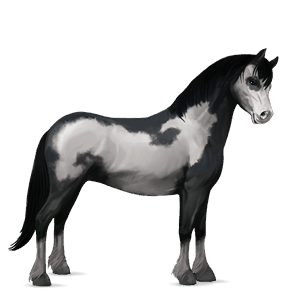 poník vraník