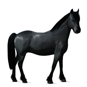 poník haflinger světlý ryzák
