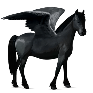 ponypegas connemara smíšený bělouš