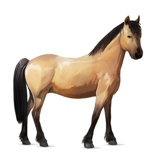 poník haflinger světlý ryzák
