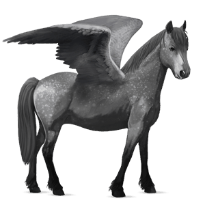 ponypegas velšský kůň smíšený bělouš
