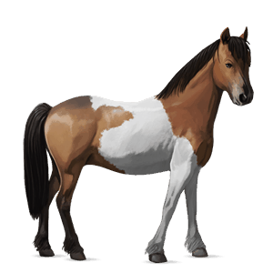 poník shetlandský pony bělouš
