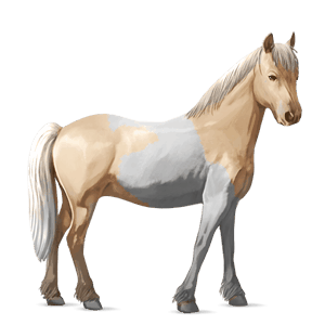 poník kerry bog palomino tobiano