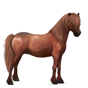 poník shetlandský pony játrový ryzák