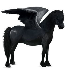 ponypegas novofoundlandský pony vraník