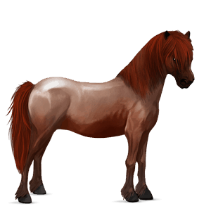 poník shetlandský pony ryzák