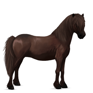 poník haflinger světlý ryzák