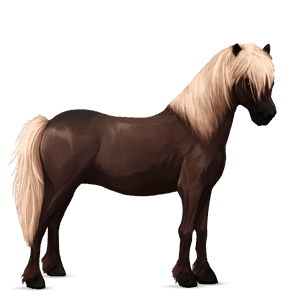 poník shetlandský pony Černý hnědák