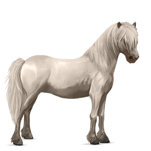 poník palomino