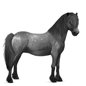 poník haflinger světlý ryzák