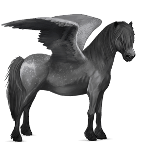 ponypegas novofoundlandský pony plavák