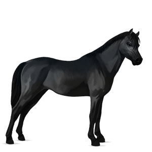 poník shetlandský pony hnědý bělouš