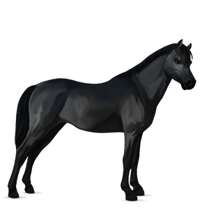 poník shetlandský pony ryzák