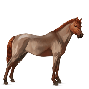 poník shetlandský pony játrový ryzák