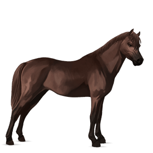 poník velšský kůň Černý hnědák
