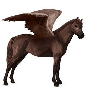ponypegas connemara Černý ryzák