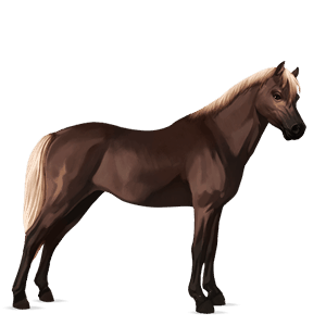 poník velšský kůň světlý ryzák