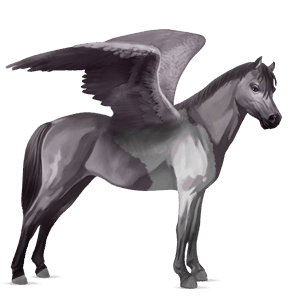 ponypegas velšský kůň smíšený bělouš