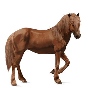 jezdecký kůň argentinský kreolský kůň hnědák