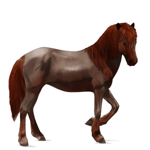 jezdecký kůň argentinský kreolský kůň hnědák