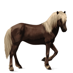 jezdecký kůň curly tmavý hnědák
