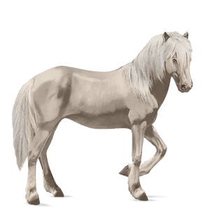 jezdecký kůň lipicán smíšený bělouš