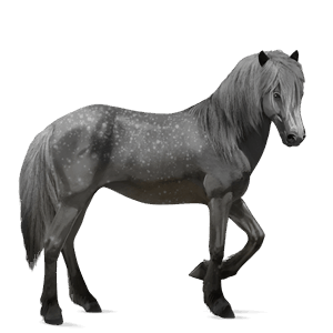 jezdecký kůň shagya – arab vraník