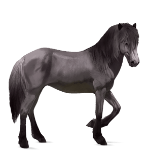 jezdecký kůň francouzský klusák Černý ryzák