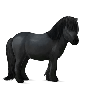 poník shetlandský pony vraník