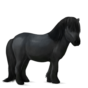 poník shetlandský pony tmavý hnědák