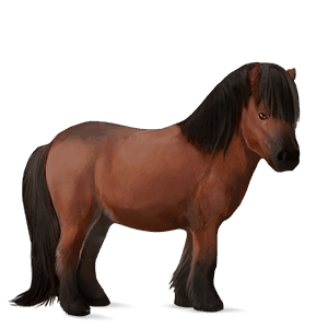 poník shetlandský pony tmavý hnědák