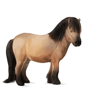 poník shetlandský pony smíšený bělouš