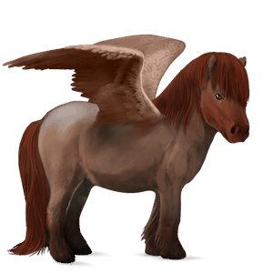 ponypegas Černý hnědák