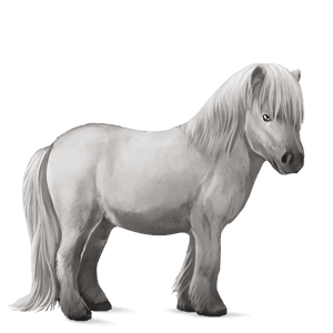 poník shetlandský pony bělouš