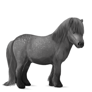 poník shetlandský pony smíšený bělouš