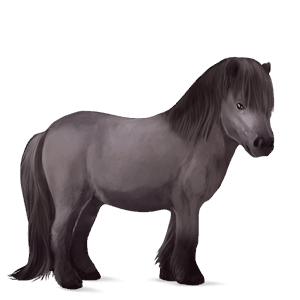 poník shetlandský pony Černý ryzák tobiano