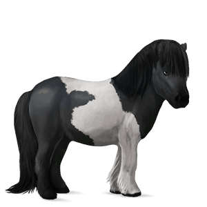 poník shetlandský pony Černý ryzák
