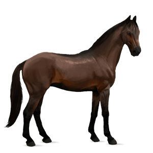 jezdecký kůň american paint horse Černý ryzák tobiano
