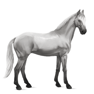 jezdecký kůň mangalarga marchador bělouš