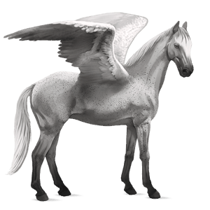 jezdecký pegas andaluský kůň smíšený bělouš