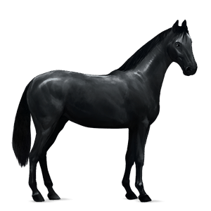 jezdecký kůň trakénský kůň vraník