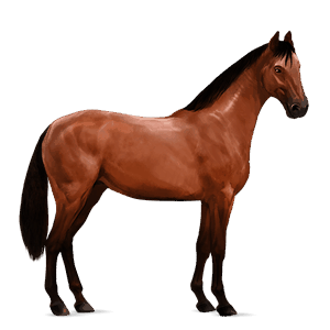 jezdecký kůň francouzský jezdecký kůň Černý hnědák
