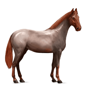 jezdecký kůň argentinský kreolský kůň plavák