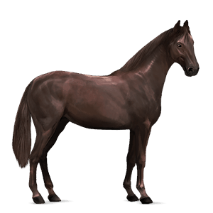 jezdecký kůň francouzský jezdecký kůň Černý ryzák