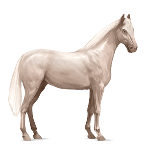 jezdecký kůň smíšený bělouš